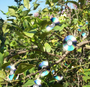 Árbol del Cedezo, con algunos frutos asomando
